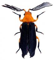 Callirhipis sp4