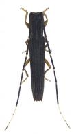 Nyctonympha affinis  Martins & Galileo, 2008