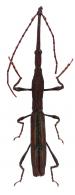 Teramocerus punctirostris Boheman, 1840 