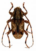 Pycnomorphidiellus polyphagus  Tavakilian & Penaherrera-Lleiva, 2003