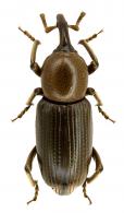 Orthognathus guyanensis Rheinheimer, 2015