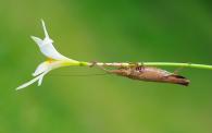 Ensifera sp.