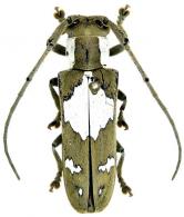 Adesmus sp. G283