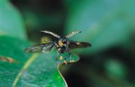 Odontoderes sexmaculatus 