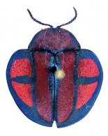 Omaspides clathrata (Linneaus, 1758)