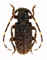 Desmiphorini Gen sp G268
