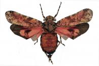Fulgoridae Gen sp2