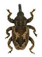 Curculionidae Gen sp87