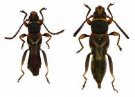 Tomopterus consobrinus Gounelle, 1911 ♂ & ♀