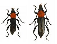 Odontocera punctata  (Klug, 1825) ♂ & ♀