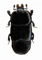 Hololepta sp3