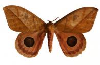 Pseudautomeris irene  (Cramer, 1779)