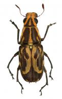 Gymnognathus acastus Jordan, 1937