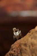 Notondontidae Gen sp