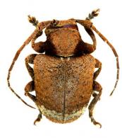 Aerenea albilarvata  Bates, 1866