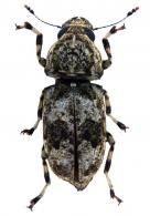 Nemotrichus obtusus Jordan, 1904