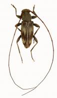 Acanthocinini Gen sp G168