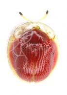 Charidotis coccinea Boheman, 1855