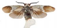 Lystra pulverulenta (Olivier, 1791)