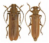 Criodion cinereum  (Olivier, 1795)  ♂ & ♀