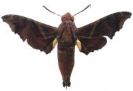 Enyo ocypete (Linné, 1758)