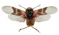 Scaralis semillimpida (Walker, 1851)