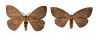 Periphoba hircia (Cramer, 1775) ♂ & ♀