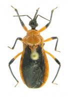 Pothea sp1