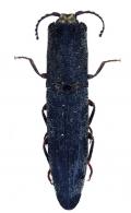 Dilobitarsus bidens (Fabricius)