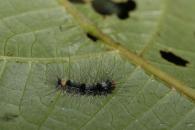 Lepidoptera Gen sp 