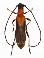 Necydalopsini ? Gen sp G82
