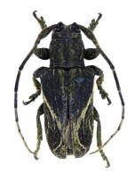 Neolampedusa obliquator  ((Fabricius, 1801)