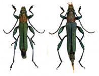 Rhinotragini Gen sp G415  ♂ & ♀