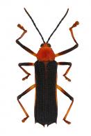 Sceloenopla sp5