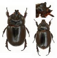 Strategus aloeus (Linné, 1758) ♂ & ♀