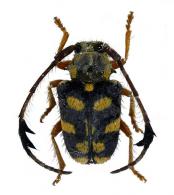 Phacellus plurimaculatus  Galileo & Martins, 2001