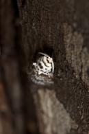Megalopygidae Gen sp