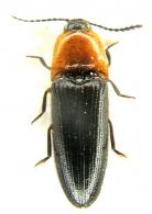 Achrestus ruficollis ? (Fleutiaux, 1902)