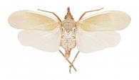 Enchophora prasina Gerstaecker, 1895