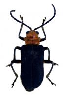 Galerucinae Gen sp12