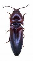 Atractospilus fleutiauxi Chassain, 2011
