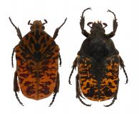 Gymnetis immunda Schaum, 1844  var.