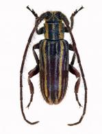 Unelcus lineatus  Bates, 1885