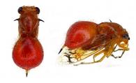 Membracidae Gen sp87