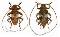 Nyssodrysternum borneanum   (Breuning, 1970)  ♂ & ♀