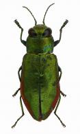 Eudiana inflammata Laporte & Gory, 1837