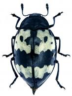 Barytopus surinamensis (Voet, 1778)