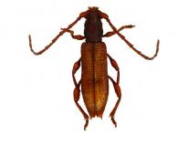 Gorybia pusilla ? (Bates, 1870)