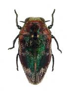Brachys sp8