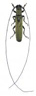 Megacera praelata Bates, 1866
